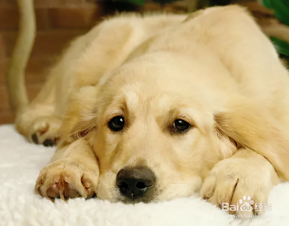 看狗狗怎样脱险,如何判断狗狗得了什么疾病