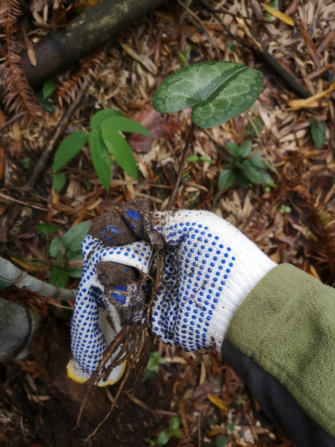 竹林深处探宝——只为了那一棵黄精