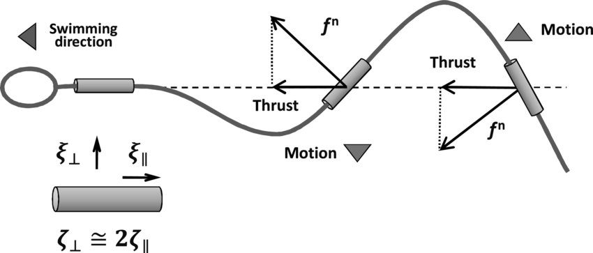 鱼为什么会游泳30字,鱼为什么会游泳