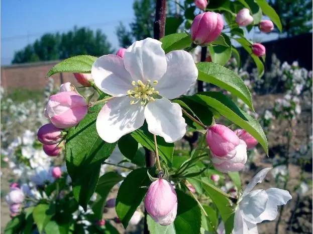 阿月浑子、无名子、波斯的佳木,人人爱吃的开心果