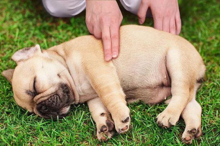 狗狗吐了突然倒地,狗狗突然倒地四肢伸直尿失禁