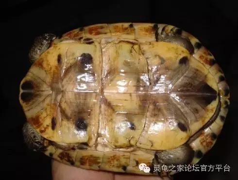 安布闭壳龟繁殖技术,安布闭壳龟要办证吗