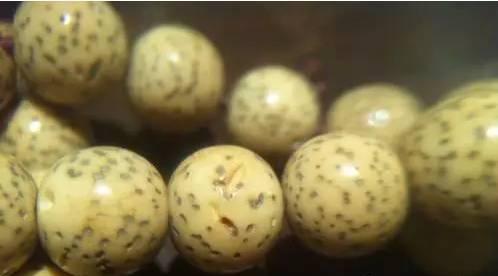 文玩手串作假,文玩手串怎么作假