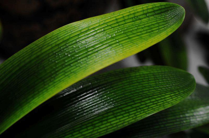 君子兰一浇水叶子就枯,君子兰一开花就蔫了咋办