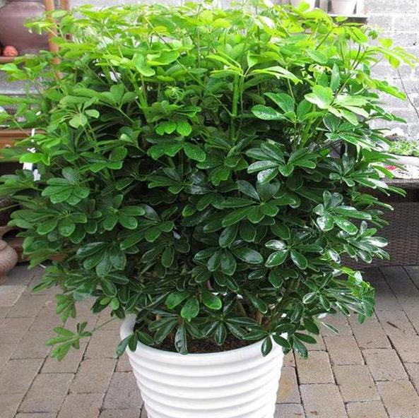 怕烂根的植物怎么养,怕旱的盆栽植物怎么养