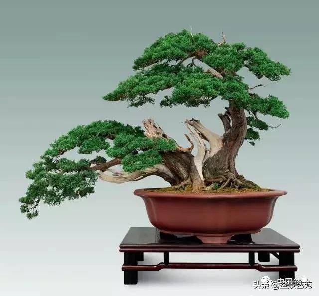 桩景类树种都有哪些,100种常见景观树种