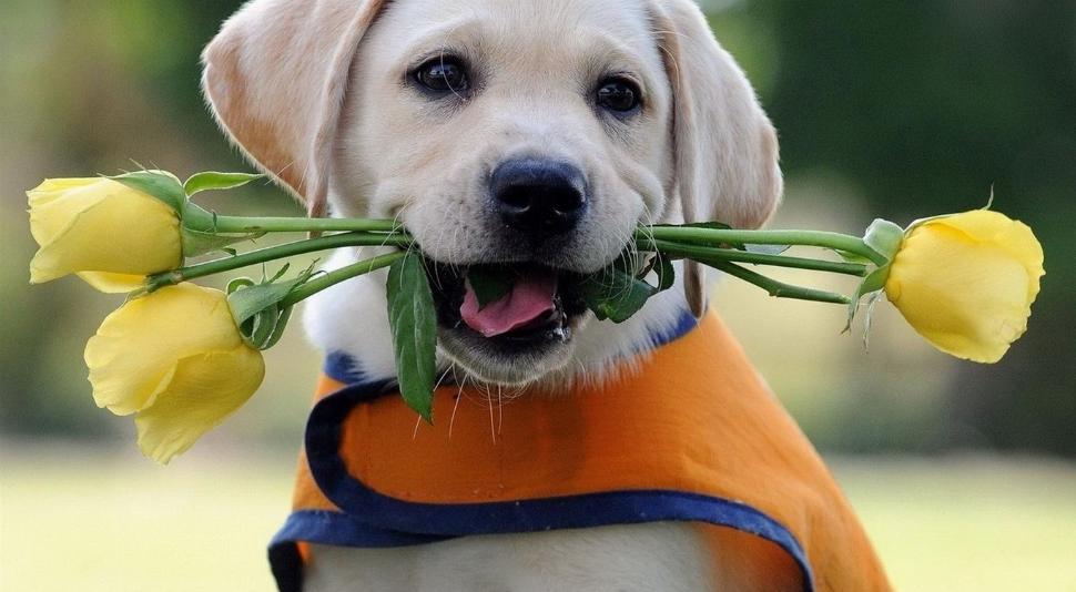 狗狗应该释放天性还是约束,怎么让狗狗变成优秀的狗