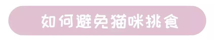 猫咪挑食该如何纠正,几招教你让猫咪不再挑食