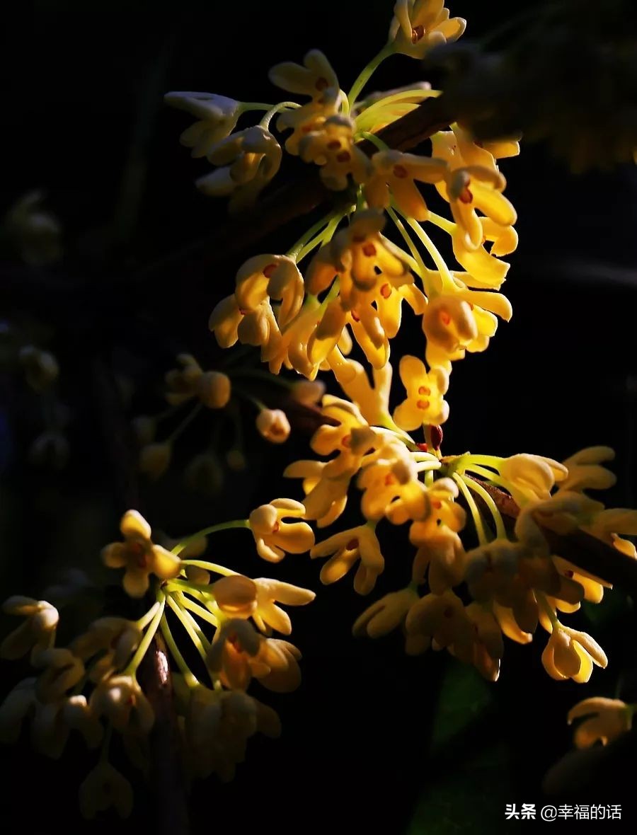 10大名花的美誉,10大名花10大名画配10首诗词