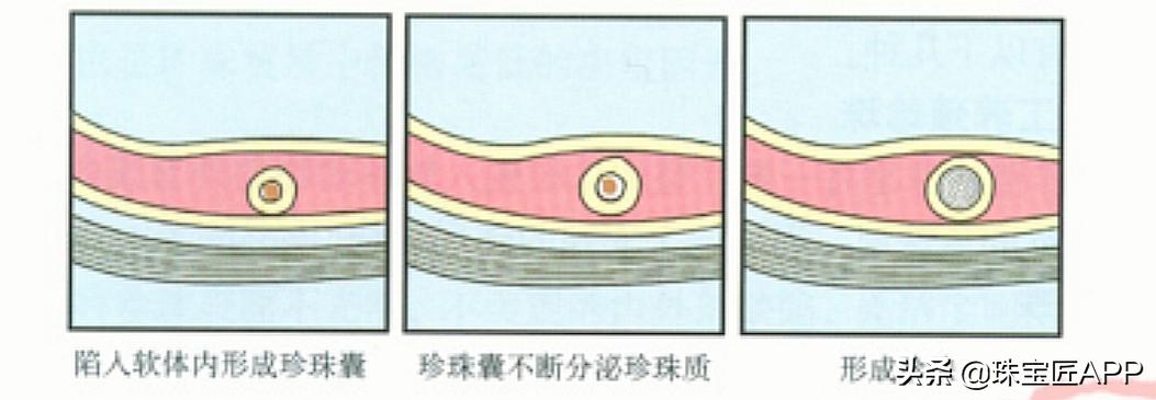 真正天然珍珠是怎样的,天然珍珠和仿制珍珠的区别