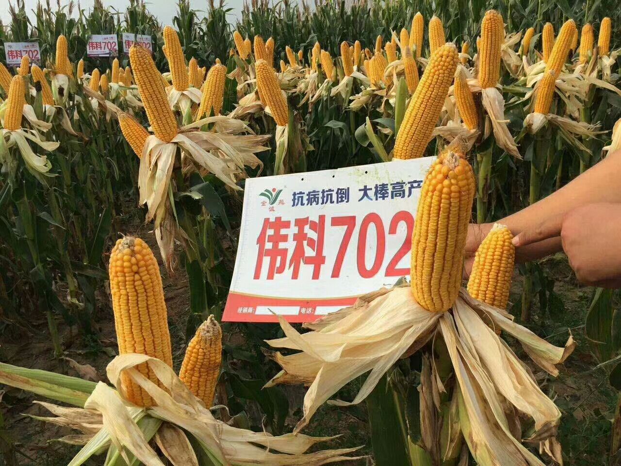 黄淮海主推玉米品种中农大678,最新黄淮地区玉米品种前十名名单