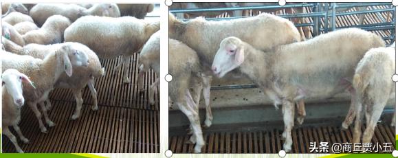 羊怎么分舍管理,羊场环境的好坏对羊的影响有多大