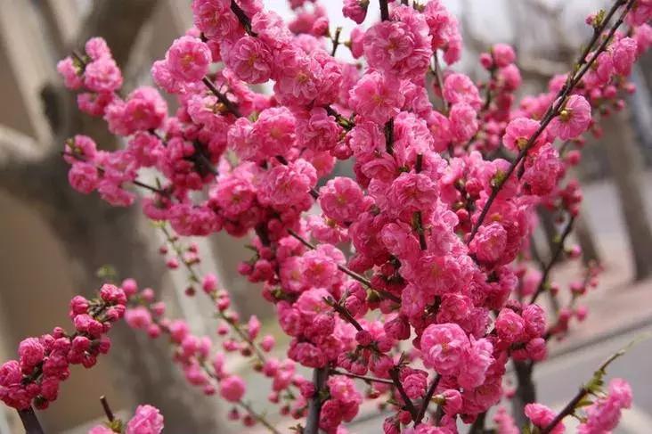 这些梅花真是美不胜收,所有梅花类型