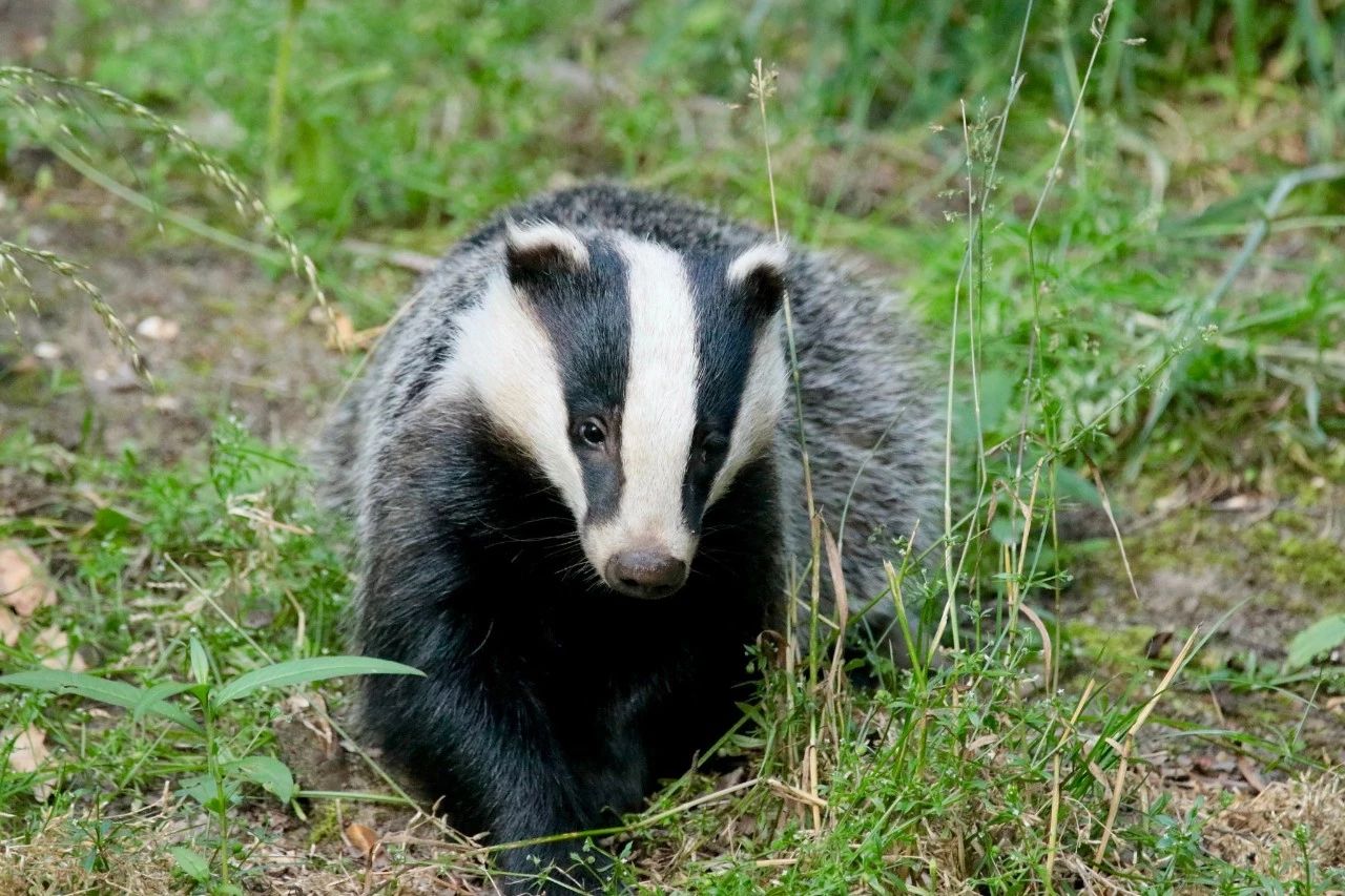 东亚貉,东亚貉入侵欧洲