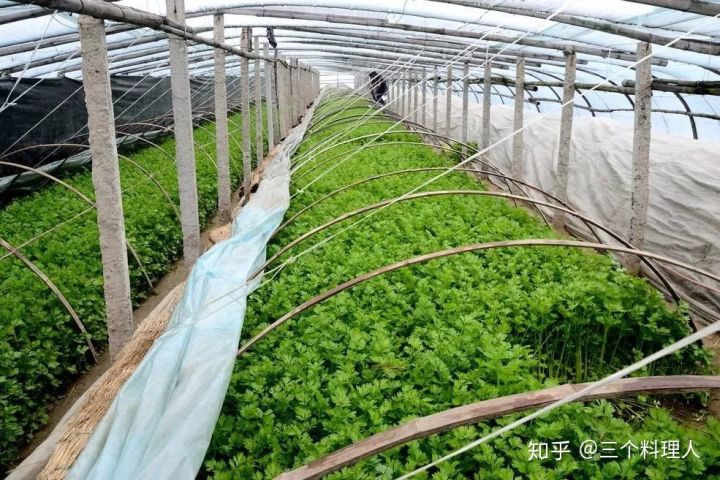 灞变笢鐨勮敩鑿滅粰鍝噷渚涚粰,灞变笢鐨勮敩鑿滈兘渚涘摢閲屼簡