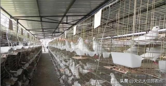 赛鸽飞不回来怎么办,鸽子到新鸽舍为什么不下蛋