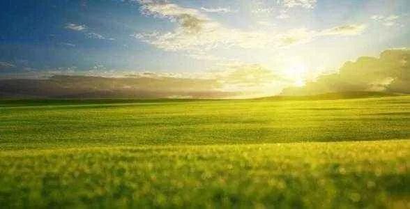 有机食品为何如此受欢迎,真正的有机食品在哪里