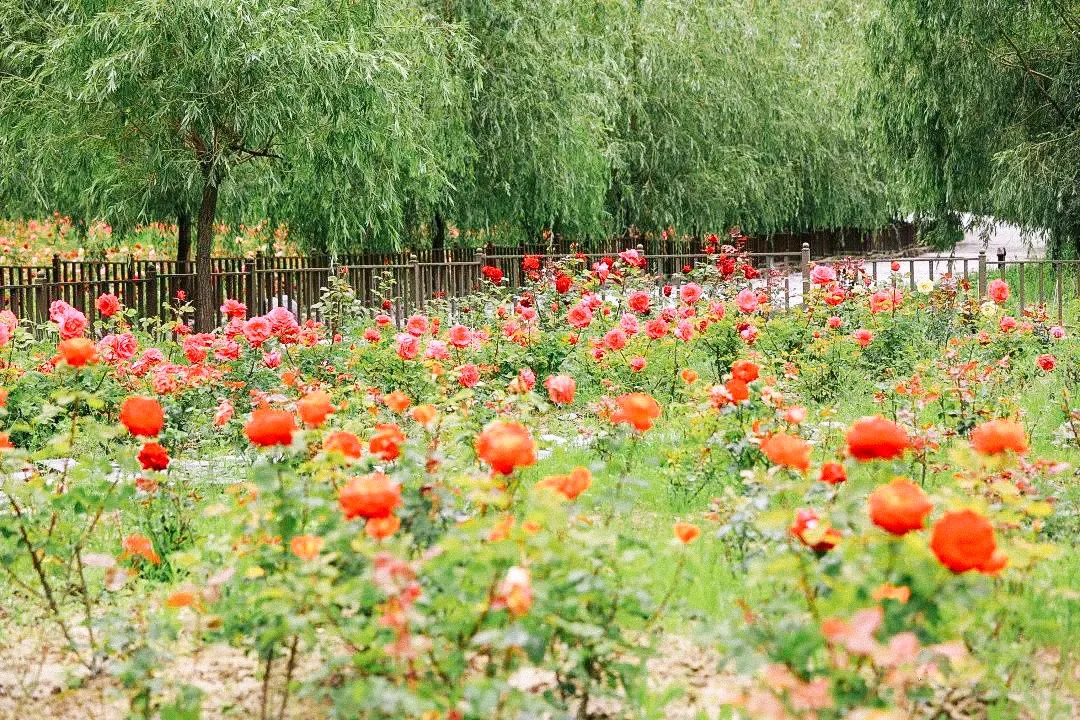 茂县古羌城传承美玉,茂县古羌城建筑介绍