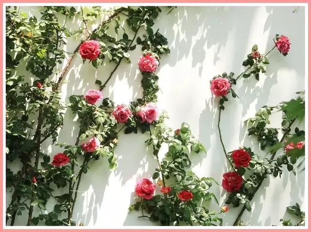 魔都赏花旅游攻略,魔都春季赏花好地方