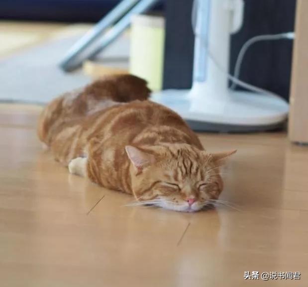 短腿猫是有多可爱,短腿猫有多可爱