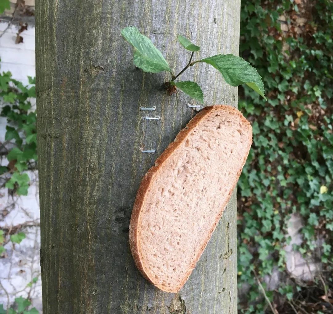 英国谢菲尔德城市的居民们为什么要往树上钉面包呢？