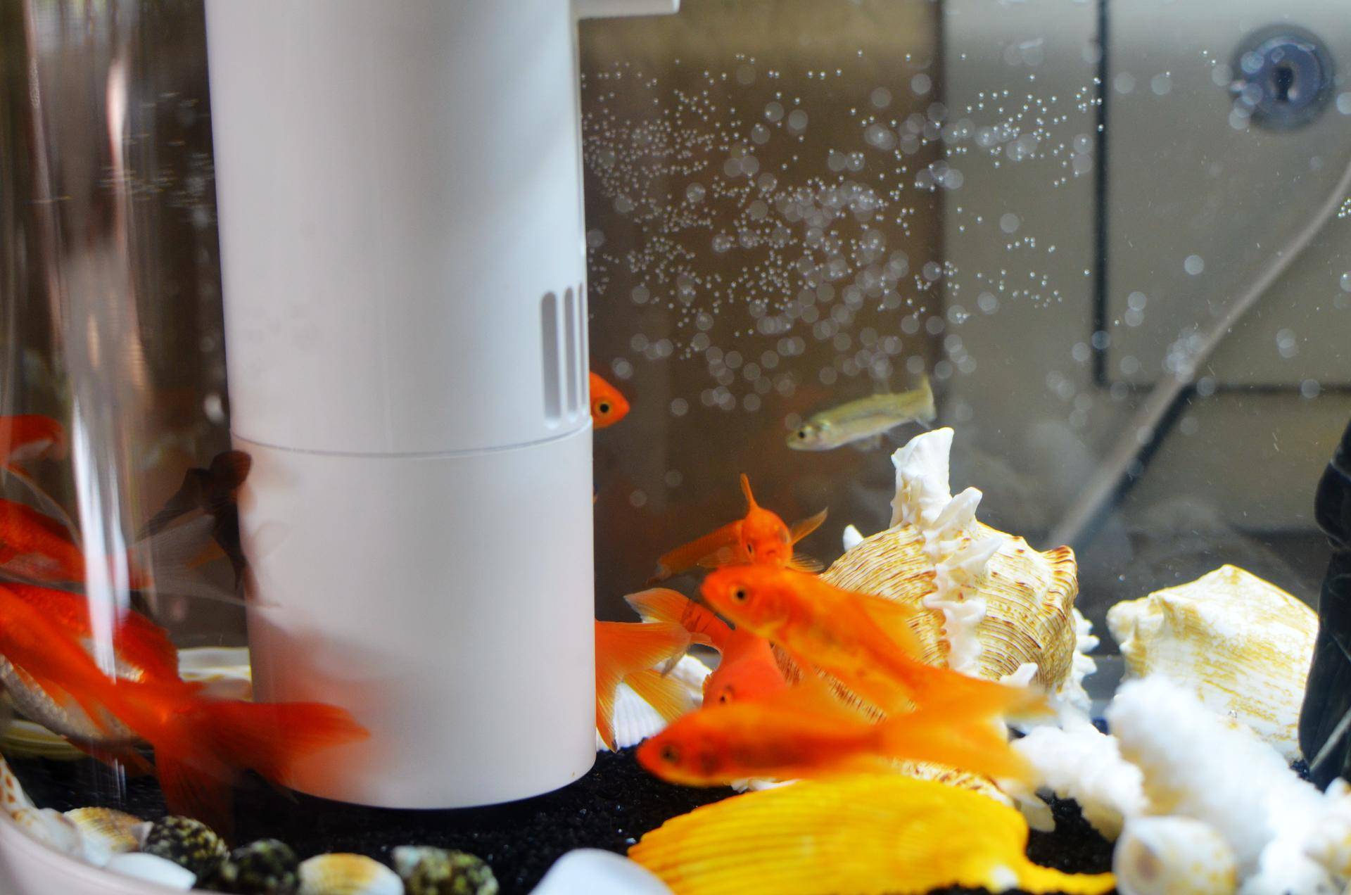 小米生态鱼缸养巴卡雷龙,小米生态缸养鱼入门基础教程