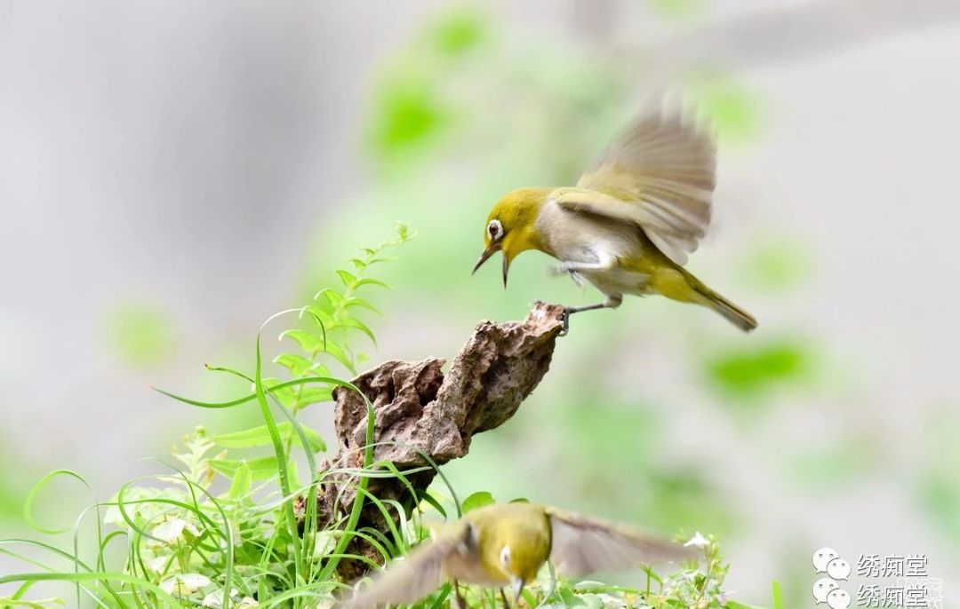 养鸟故事之回忆那些鸟事　八　、九​