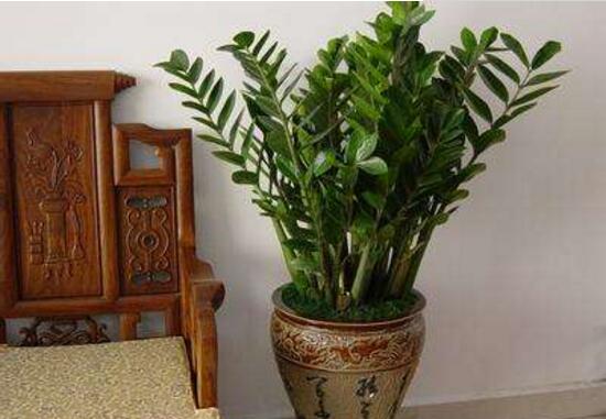 金钱树茎上有黑斑怎么处理,金钱树长虫怎么处理