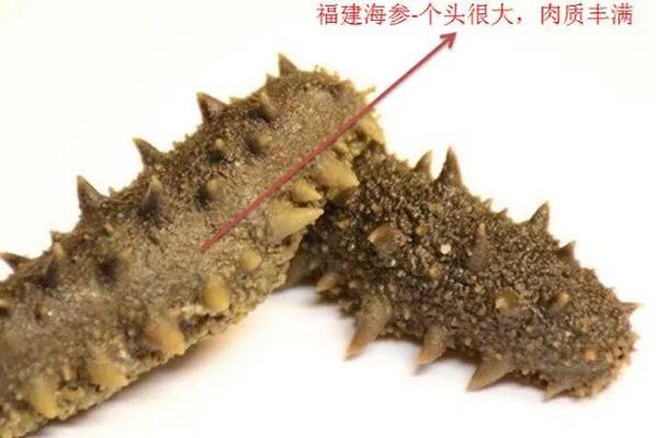 目前国内最好的海参产地哪里找,中国什么地方出产的海参最好