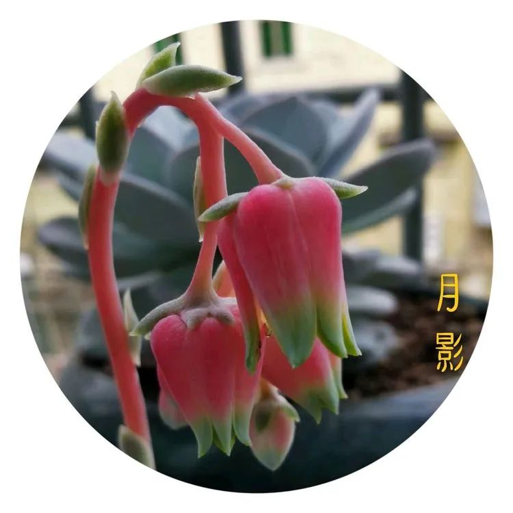 适合从小养到大的多肉,由小到大由浅入深