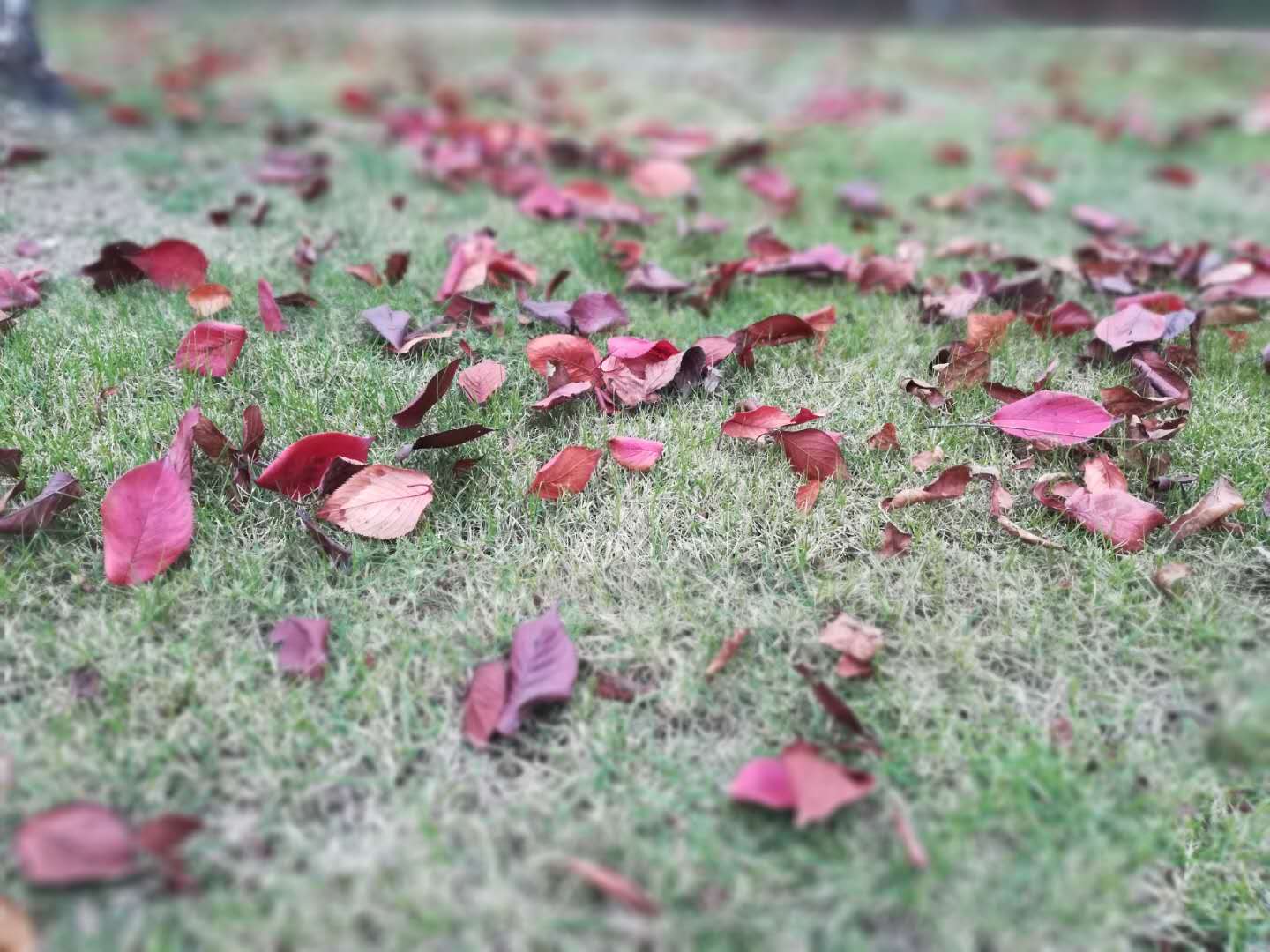 徒步无锡古运河寻找美景,无锡最美沿太湖路线