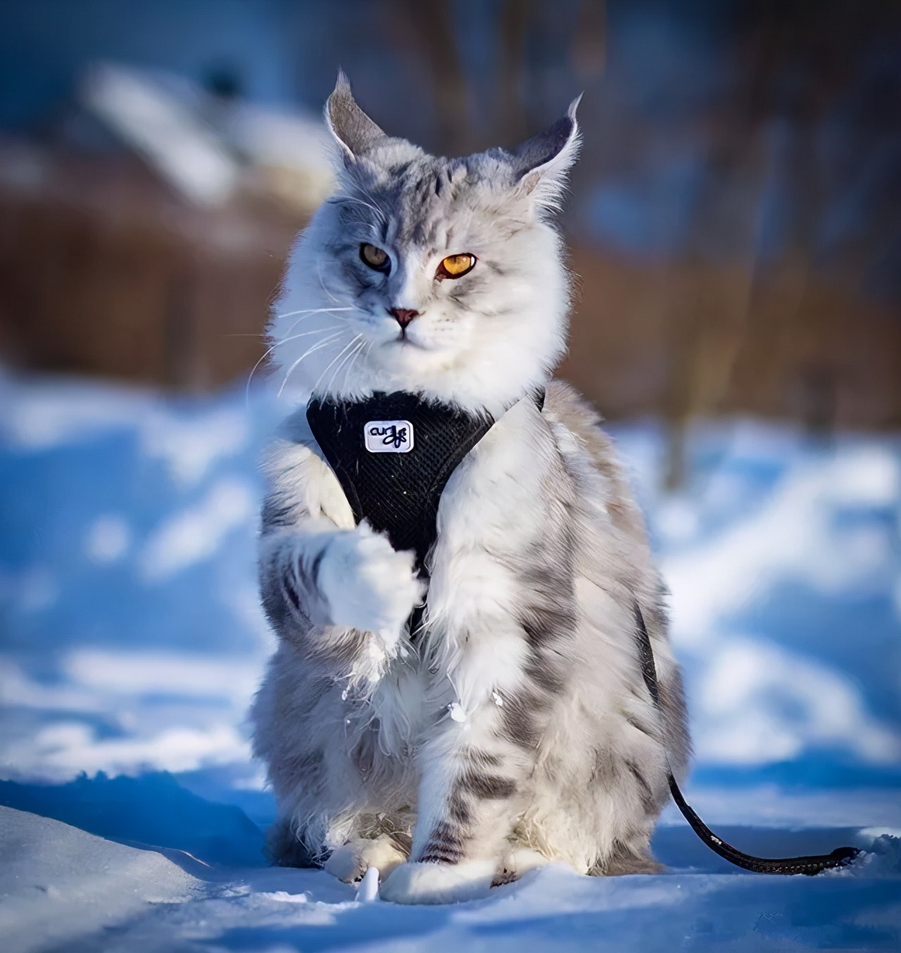 银白高地猫为什么不建议养,曼基康矮脚猫为什么不建议养