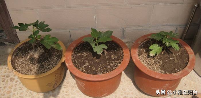 盆栽无花果怎么养护,盆栽无花果怎么养护最好