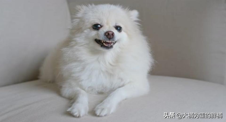 这五种狗别让孩子靠近,十大不宜养的小型犬