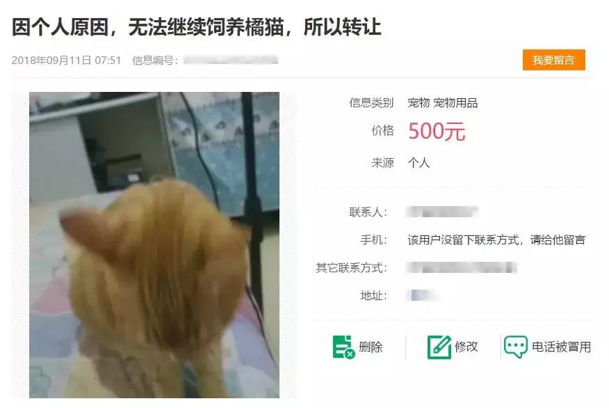 推荐养橘猫的6大原因,自从养了猫才知道它是那么粘人