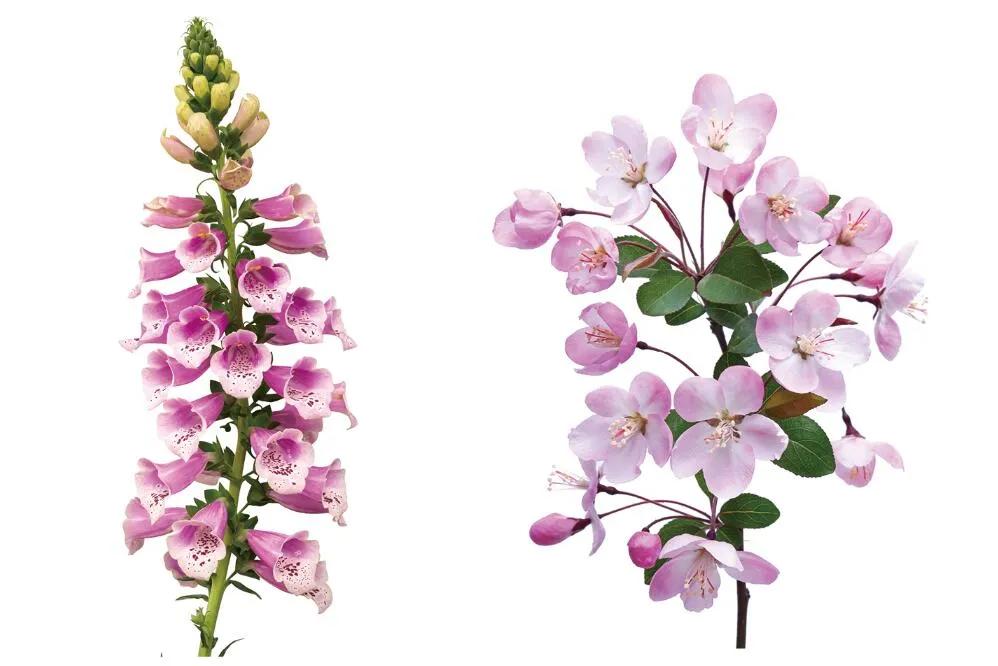 藏文科普|小小金鱼草庞大基因库