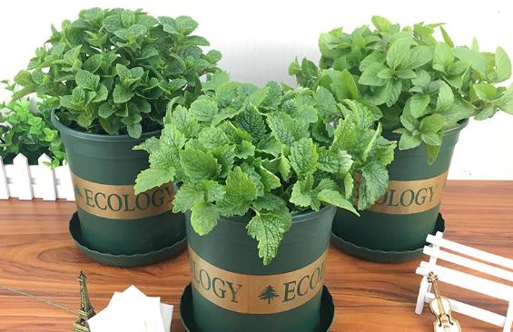 盆栽薄荷种子的种植方法,盆栽薄荷叶子枯黄了咋办