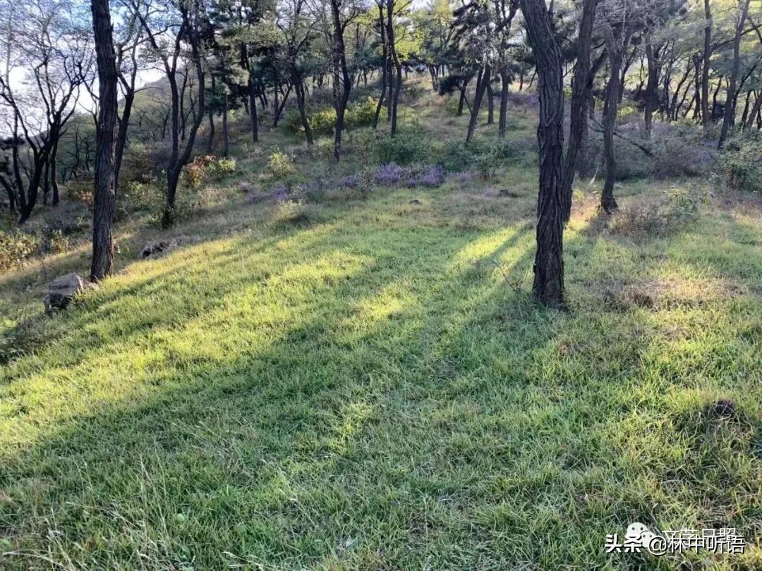 五莲县灵公山阴,“皮胡骚”!还发现了?