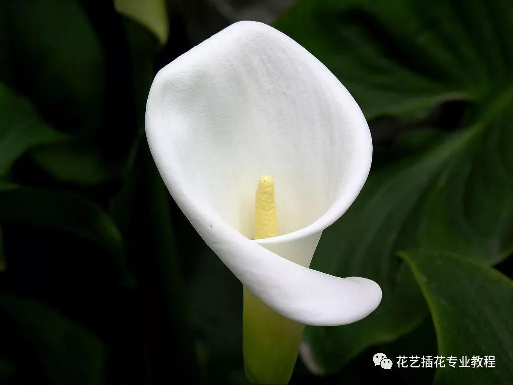 学花艺必备的花语,花艺师要知道的花与花语