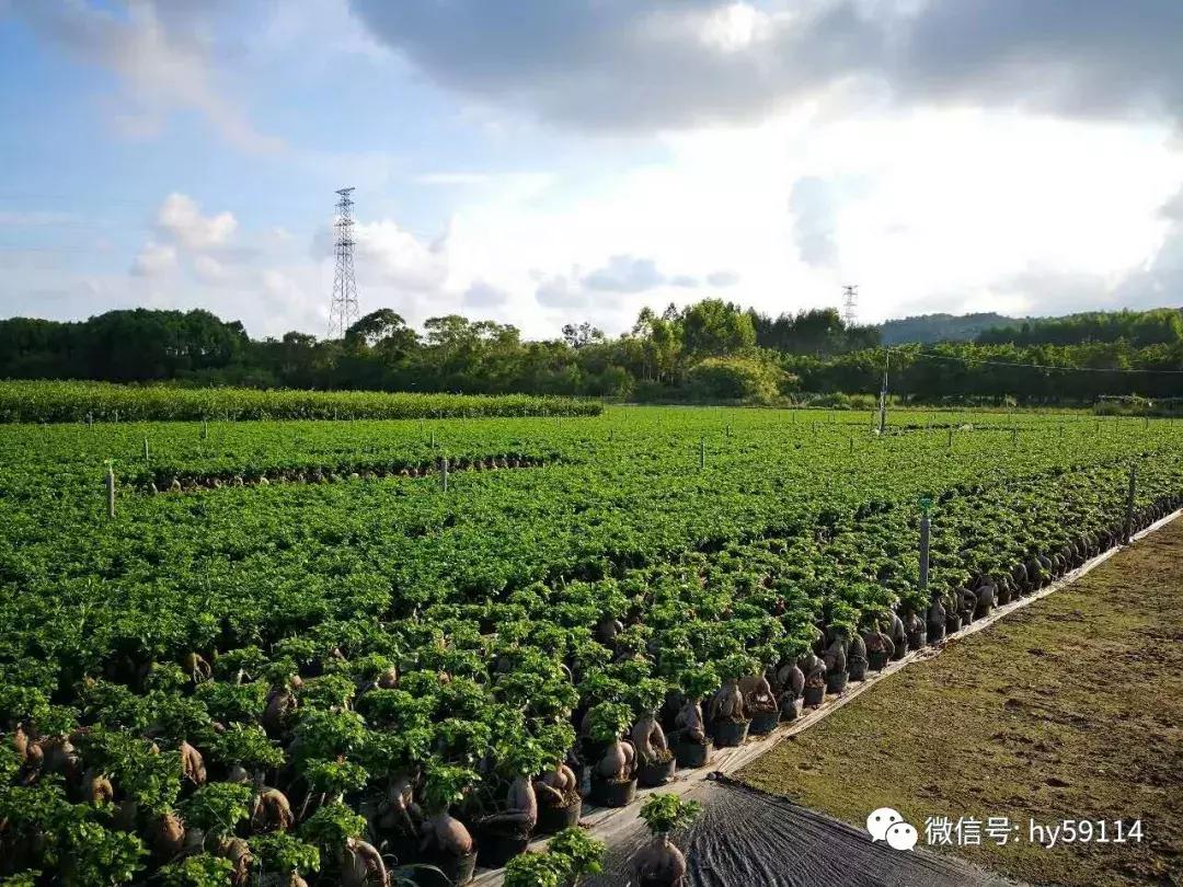 榕树、苏铁从欧盟禁止进口的目录清单中移除