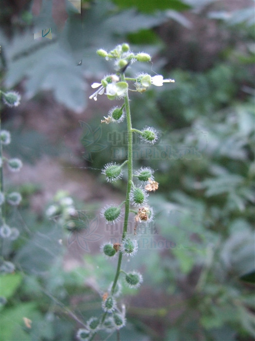 牛用鱼腥草治疗什么病最好,牛泷草分布区域