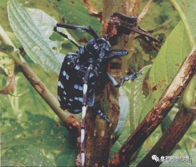 蛀干害虫是钻蛀害虫吗,果树枝干钻蛀害虫图片