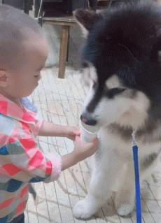 谁说怀孕要送走狗狗？如今狗狗成了孩子专属保镖啦