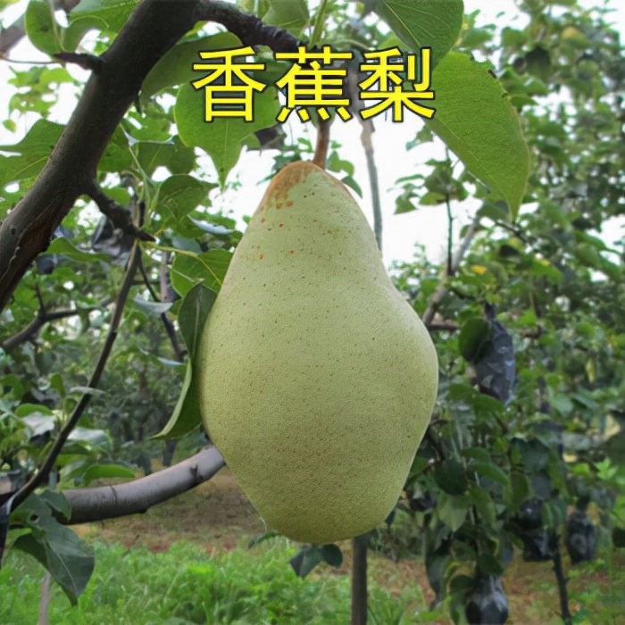 口感酸甜绵软的梨是什么梨,又香又糯的梨