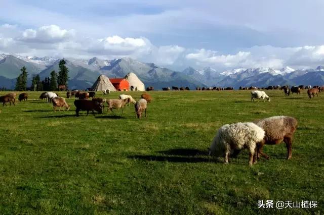 伊犁可克达拉草原,伊犁草原之旅