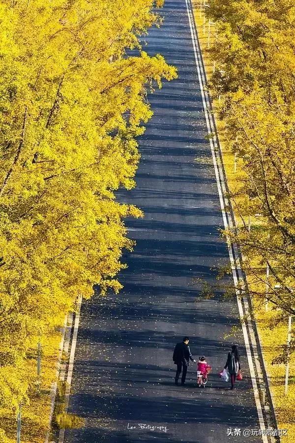 郫都区十大银杏打卡地,郫都区看银杏最好的地方