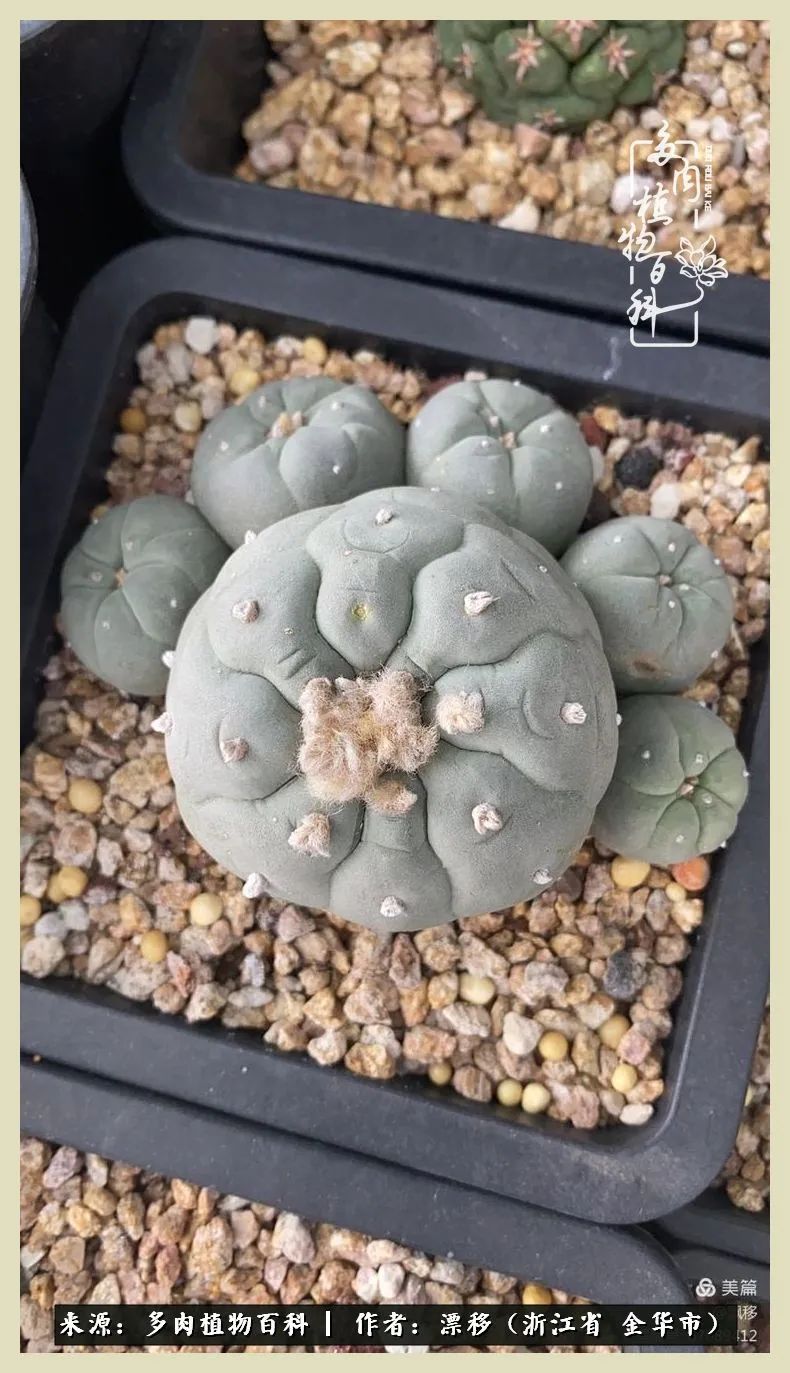 仙人球开花并散发着香味,仙人球花盛开吐露芬芳