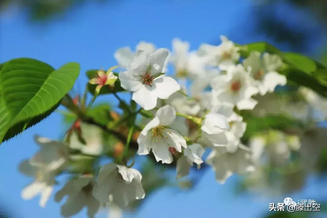 带你来樱花园看浪漫樱花,最美校园春天必打卡的樱花胜地