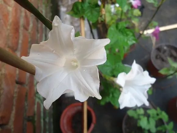 牵牛花到处游,牵牛花随便种