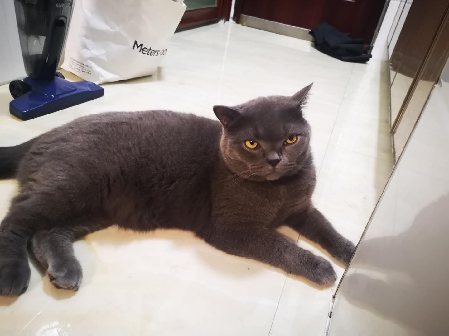 养猫必须知晓的那些事儿,养猫必须知道的几件事